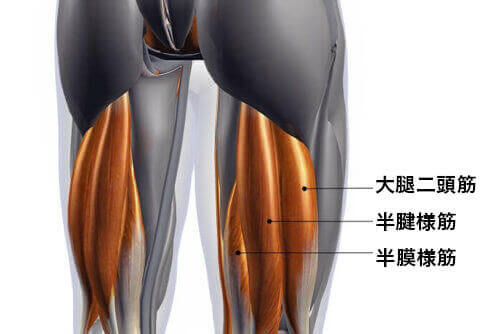 完全版 ハムストリングスを鍛える筋トレ15選 自宅 ジムで太ももの裏を追い込むトレーニングを紹介 Ufit