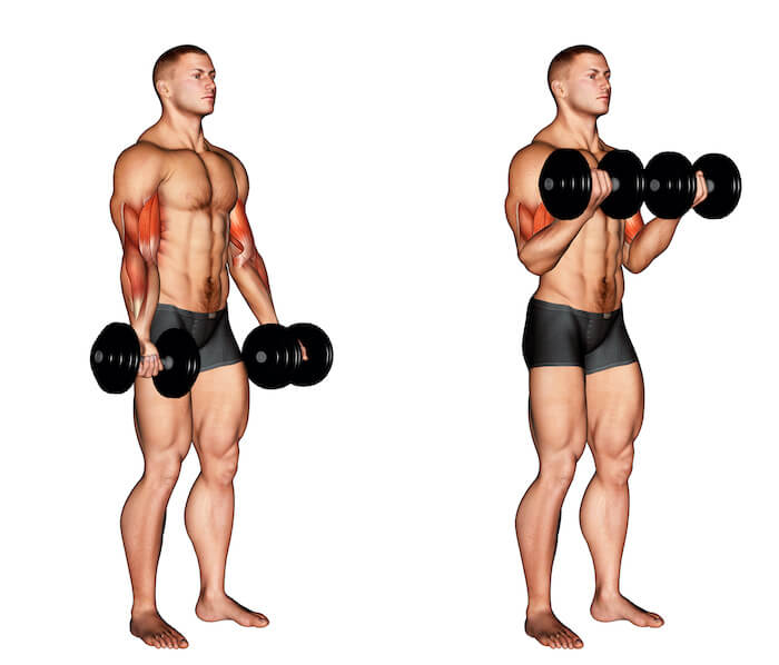 上腕二頭筋に効かせる ダンベルカール のやり方 効果を高めるコツや重量設定の方法も紹介 Ufit