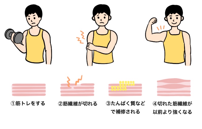 筋トレの効率を最大化する15のコツ 筋肉がつく仕組みも解説 Ufit